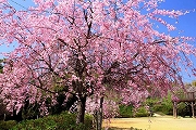 四郷地区「春の丘」の枝垂桜