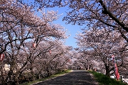 海蔵川の桜1