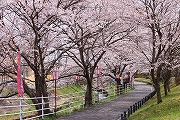 鹿化川の桜2
