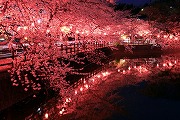 尾平夜桜