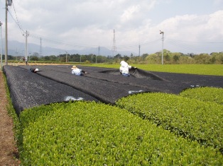 かぶせ茶