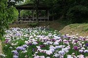 南部丘陵公園　菖蒲園