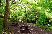 夏のもみじ谷