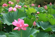 県地区「グリーンパーク岡山」　蓮