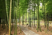 県地区「グリーンパーク岡山」　竹林