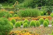 川島地区ビオトープ　夏の花園