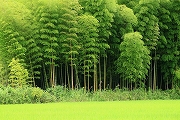 川島地区　竹林