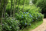 四郷地区夏の広場　アジサイ