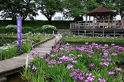 堀川菖蒲園1