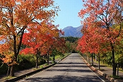 桜地区　紅葉並木