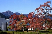 鈴鹿山麓桜リサーチパーク