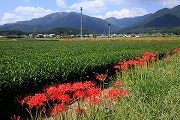 水沢地区　彼岸花