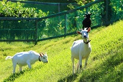 南部丘陵公園　ヤギ