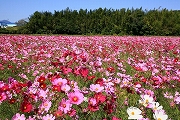 小山田地区　コスモス畑