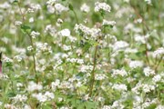 川島地区　蕎麦の花2