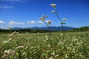 川島地区　蕎麦の花1