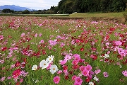 小山田　コスモス