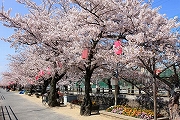 十四川の桜1