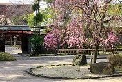 鵜の森公園の枝垂桜