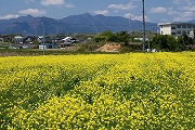 川島地区　菜の花畑