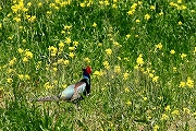 川島地区　菜の花畑とキジ