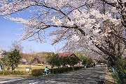 伊坂ダムの桜1