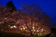 三重地区の夜桜