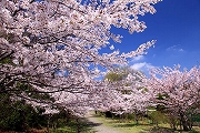 南部丘陵公園の桜