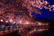 尾平町の夜桜