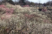 南部丘陵公園の梅1