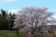鹿化川の一本桜