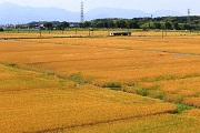 神前地区　麦秋