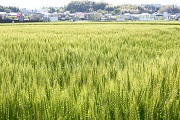 神前地区　青麦