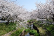 鹿化川の桜3
