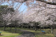 伊坂ダムの桜2