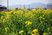 四郷地区　菜の花畑