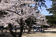 鵜の森公園の桜