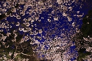 鵜の森公園の夜桜