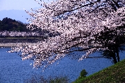 伊坂ダムに咲く桜