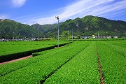 水沢の茶畑