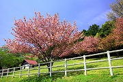 ふれあい牧場八重桜