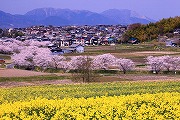 菜の花と鹿化川の桜1