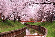 鹿化川桜