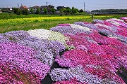 上海老町の芝桜