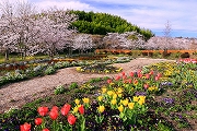 川島　花壇