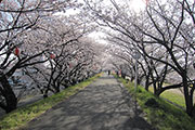 海蔵川の桜2