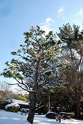 鵜の森公園の雪景色