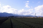 水沢地区　茶畑