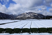 水沢地区　茶畑の雪景色