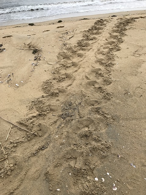 ウミガメ足跡